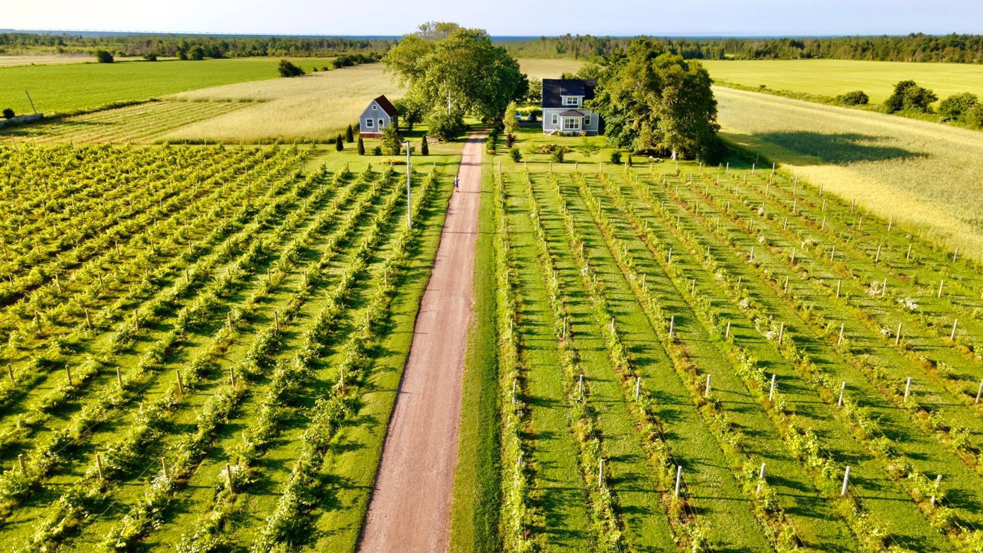 Bed and Breakfast Sunbury Cove Winery Miscouche Exterior foto